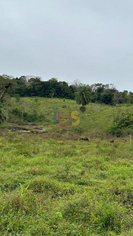 Fazenda à venda com 1 quarto - Foto 10