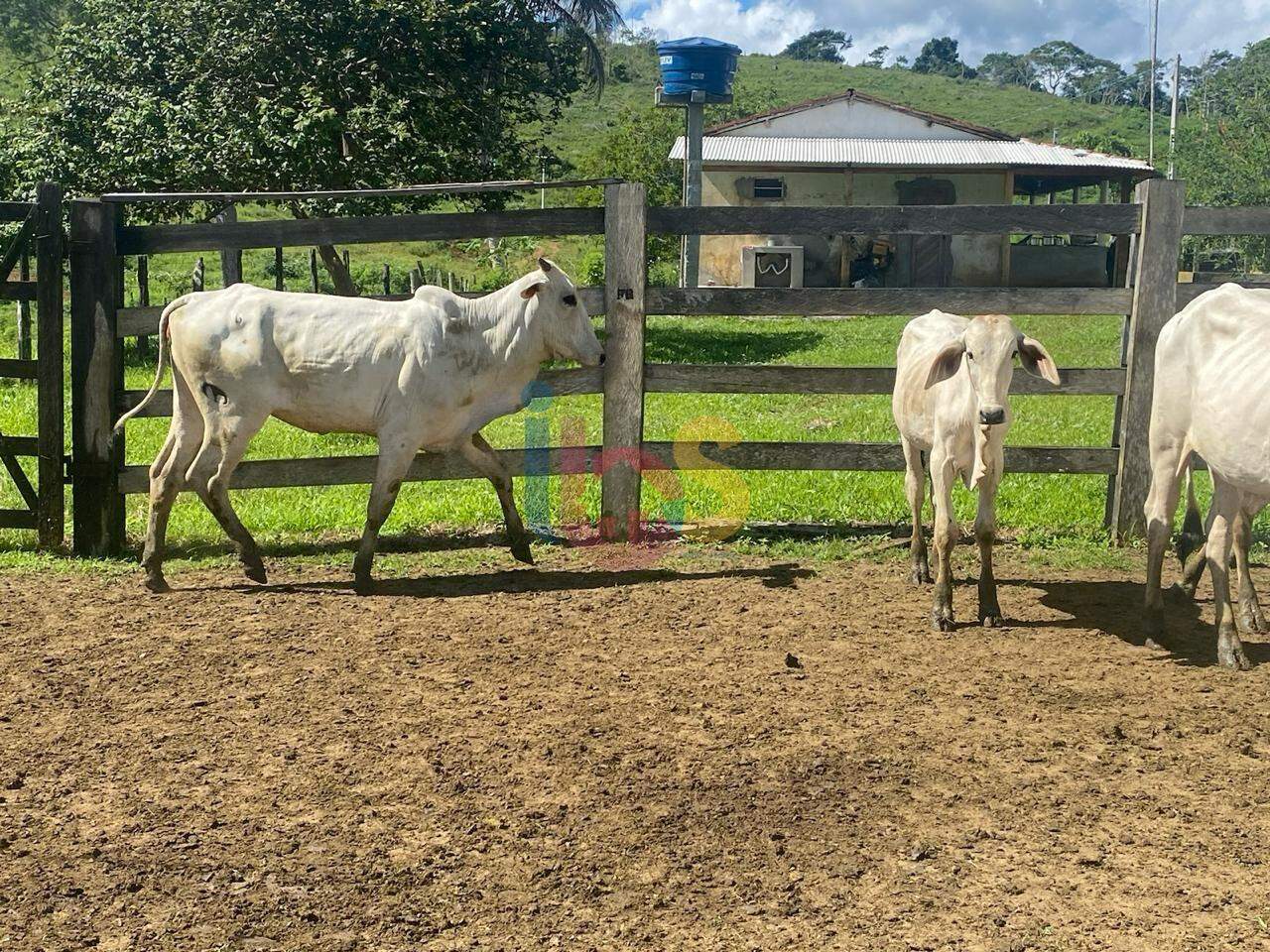 Fazenda à venda, 1450000m² - Foto 10