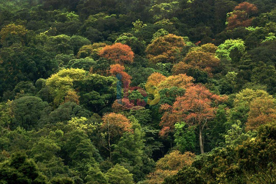 Fazenda à venda, 5007m² - Foto 8