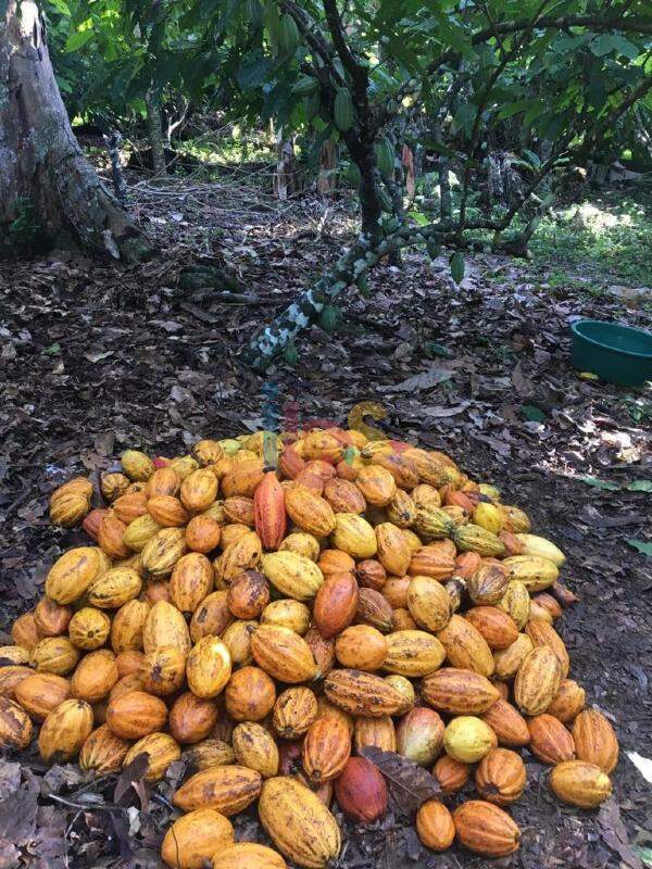 Fazenda à venda, 20000m² - Foto 15