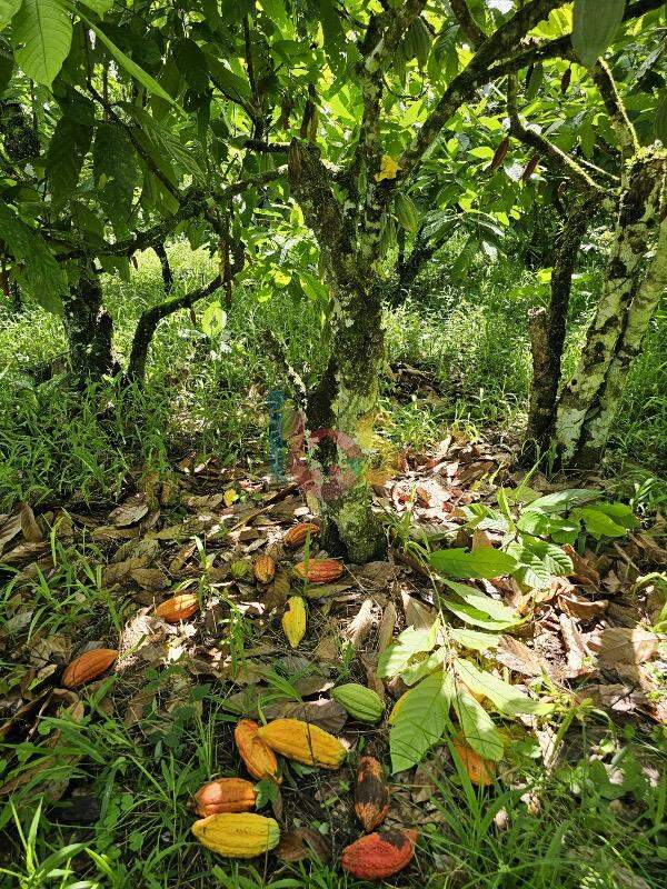 Fazenda à venda - Foto 6