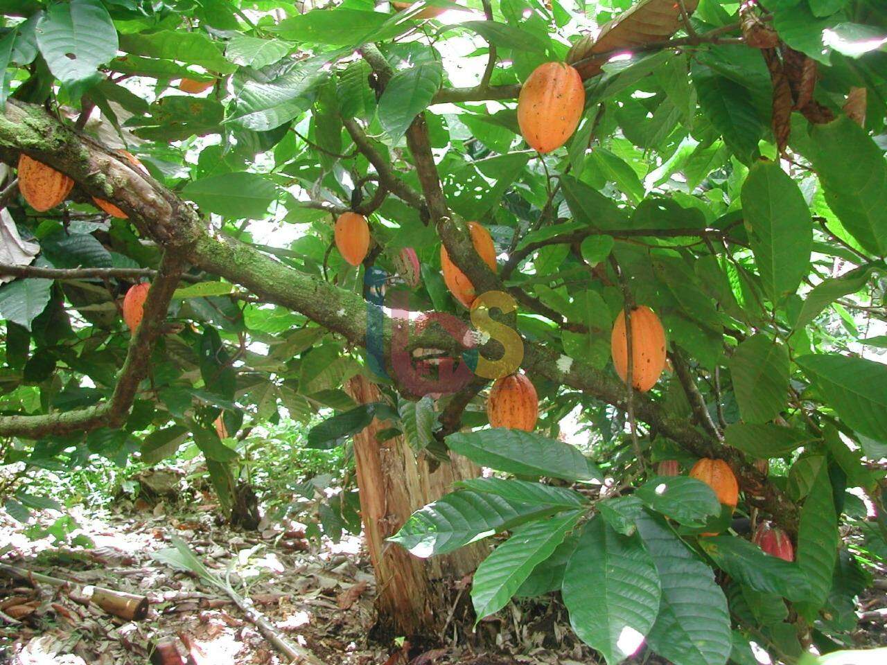 Fazenda à venda - Foto 6