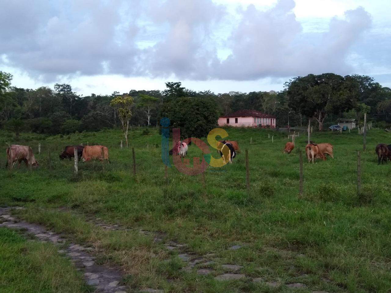 Fazenda à venda - Foto 4