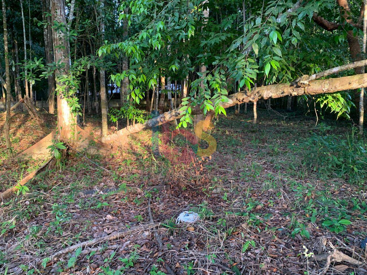 Terreno, 3800 m² - Foto 5