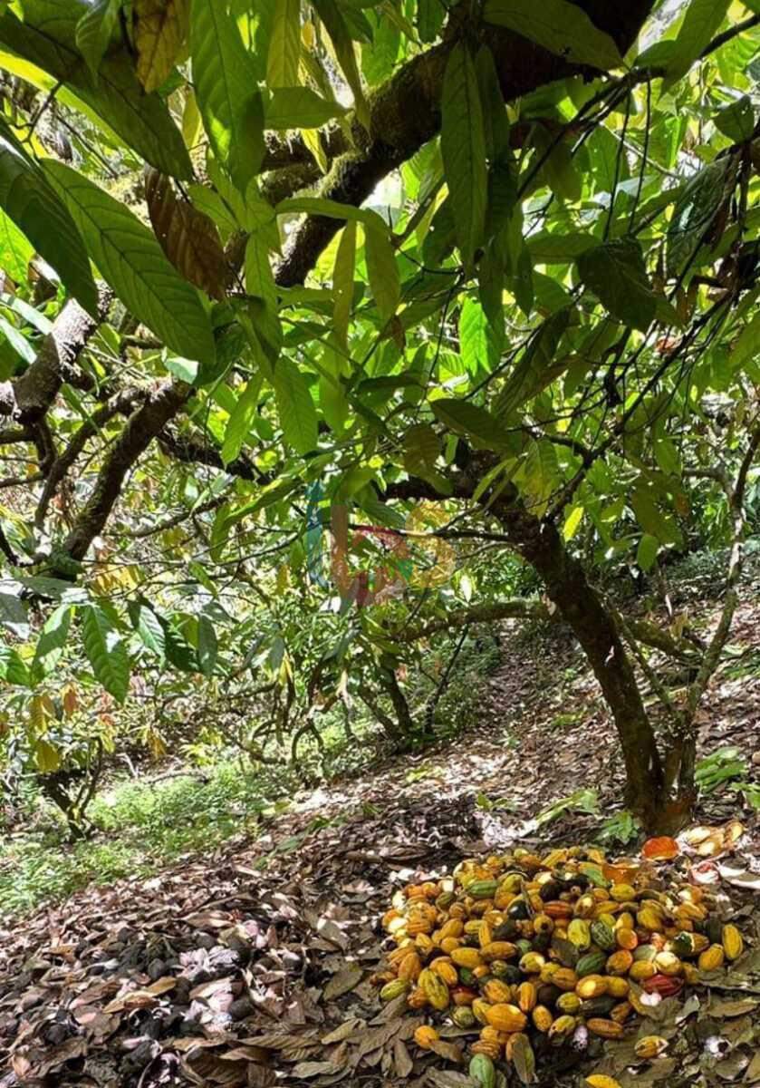 Fazenda à venda com 1 quarto, 950000m² - Foto 8