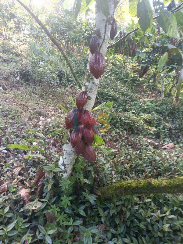 Fazenda à venda com 4 quartos - Foto 10