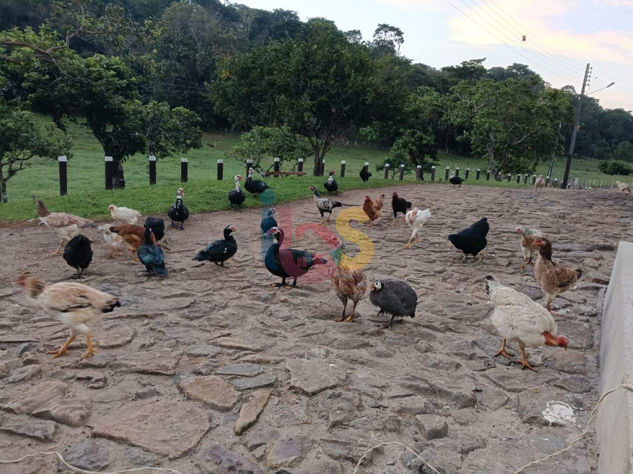 Fazenda à venda com 4 quartos - Foto 5