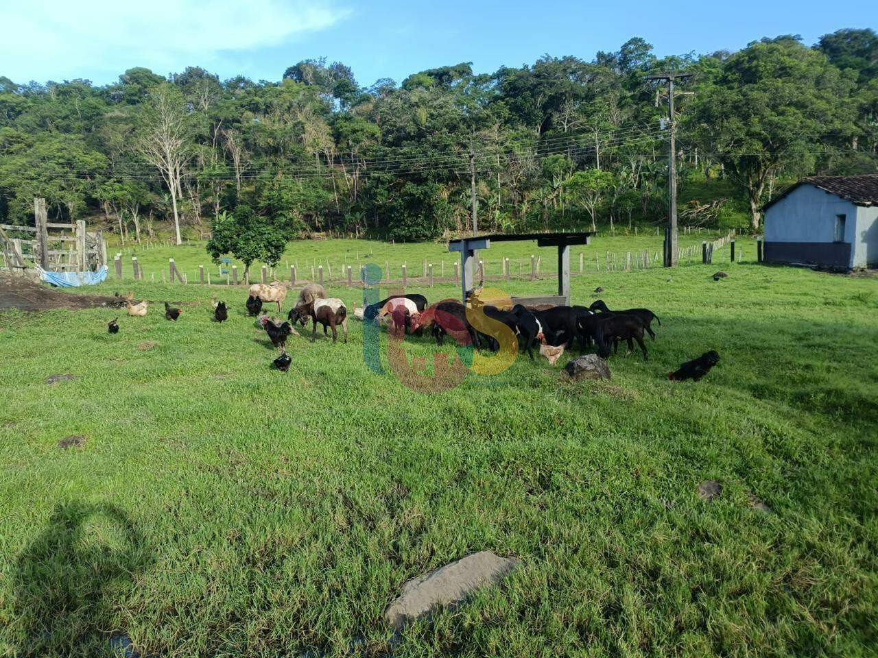 Fazenda à venda com 4 quartos - Foto 9