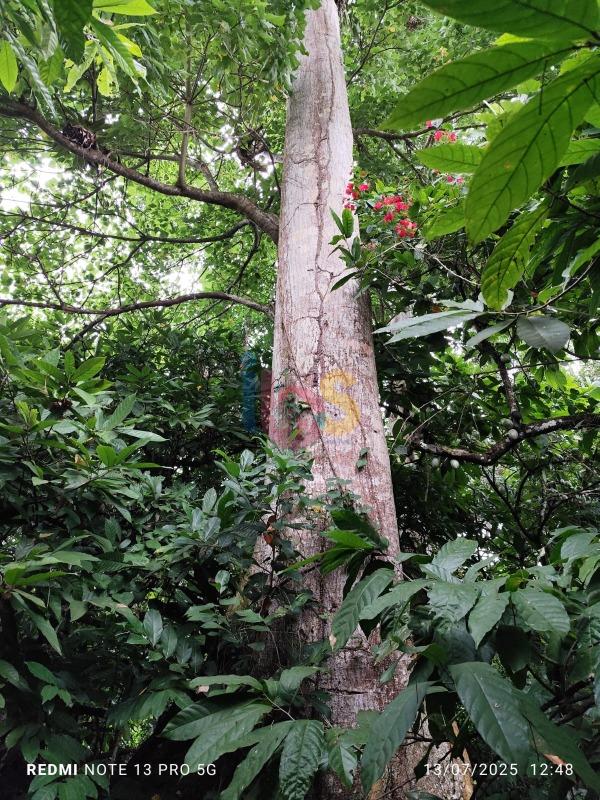 Sítio, 1 quarto - Foto 27