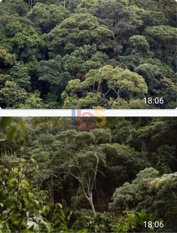 Terreno, 25 hectares - Foto 4