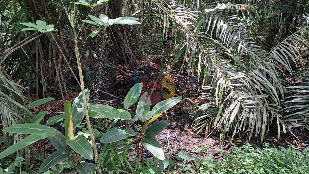 Terreno, 15 hectares - Foto 12