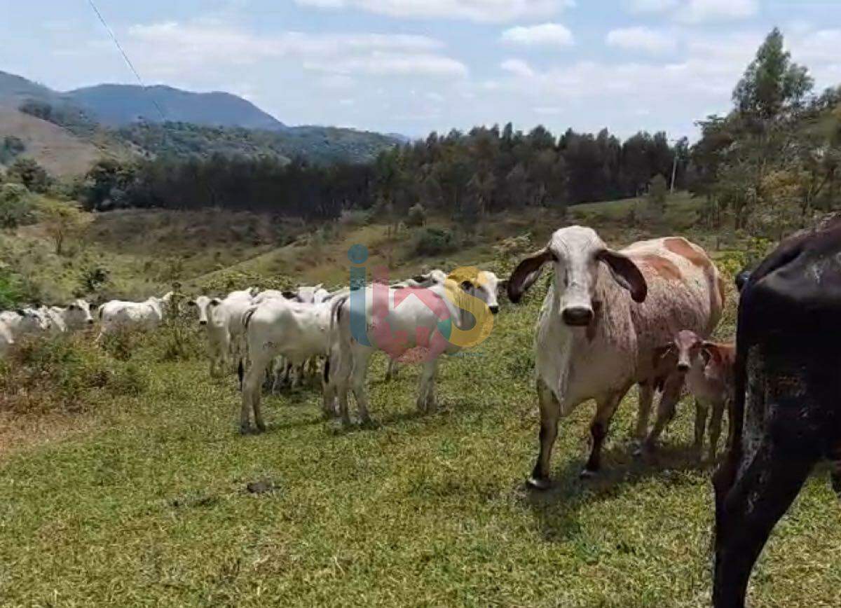 Fazenda, 159 hectares - Foto 7