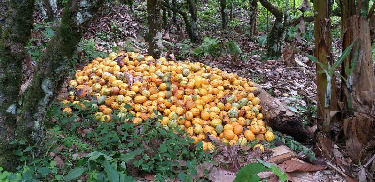 Fazenda, 159 hectares - Foto 13