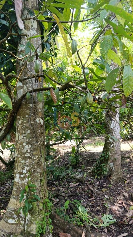 Terreno, 13 hectares - Foto 15