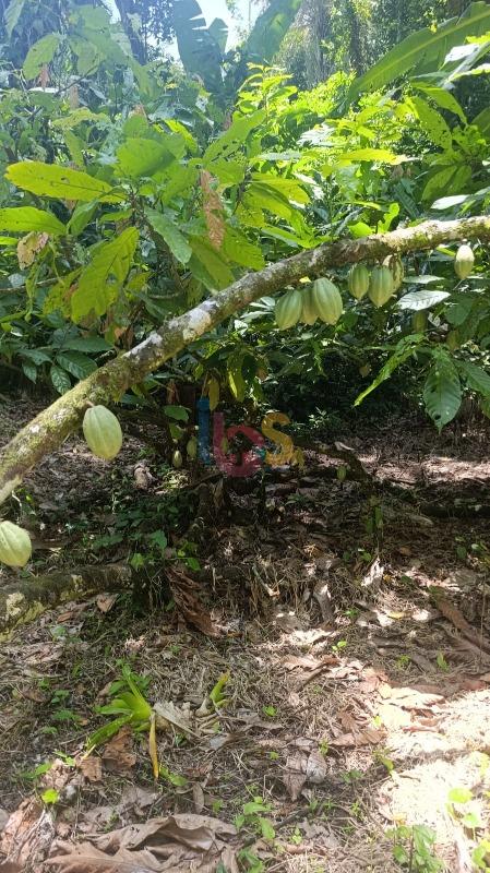 Terreno, 13 hectares - Foto 11