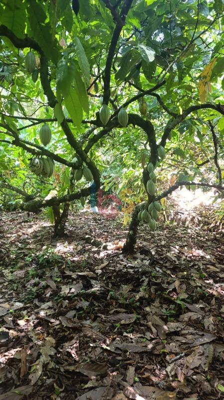 Terreno, 13 hectares - Foto 10