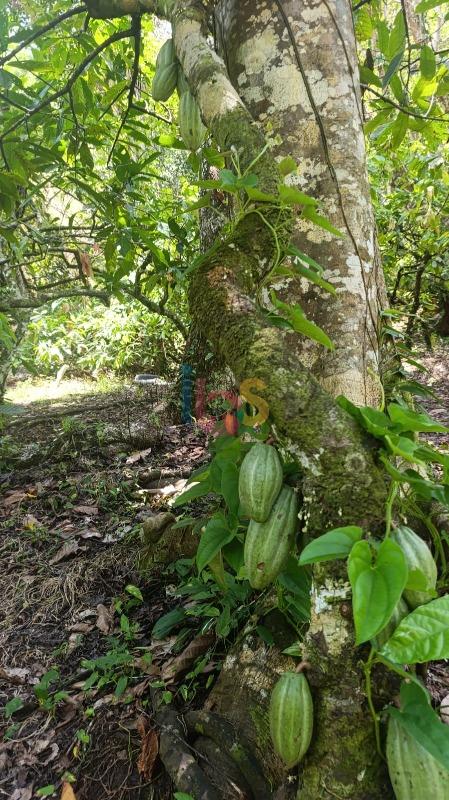 Terreno, 13 hectares - Foto 12