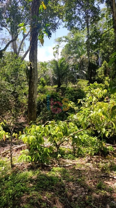 Terreno, 13 hectares - Foto 14