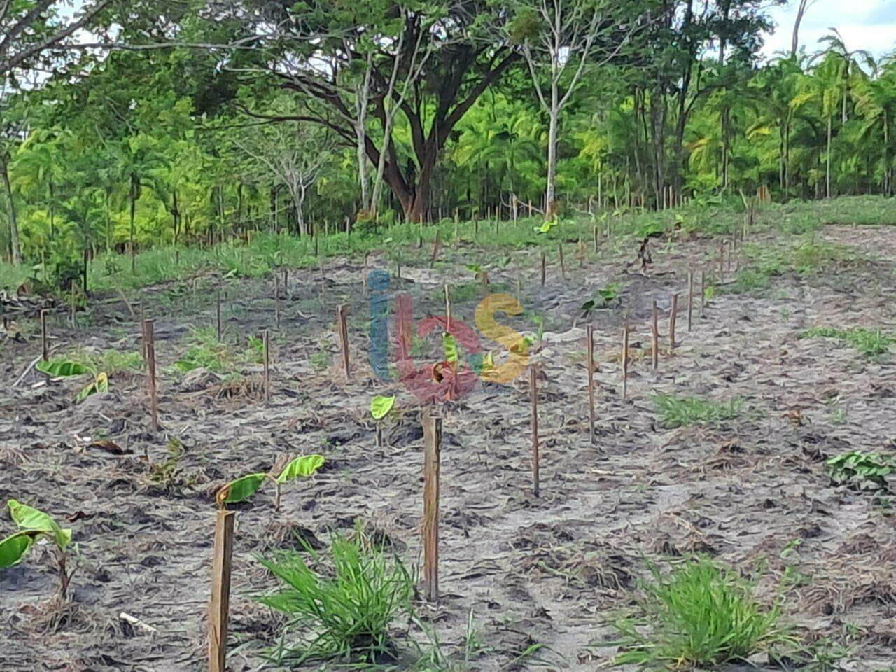 Sítio - Foto 7