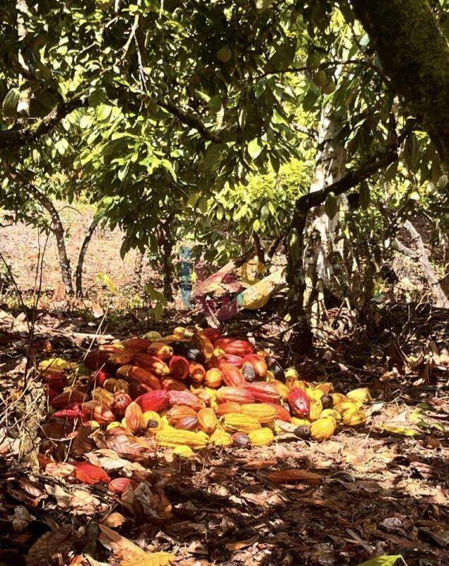 Fazenda, 800 hectares - Foto 3