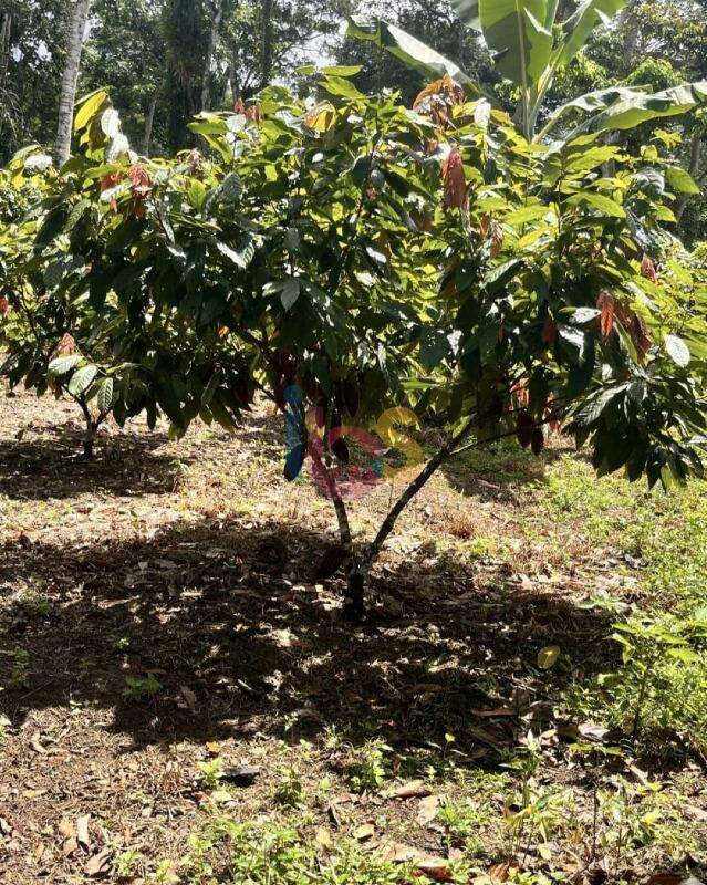 Fazenda, 800 hectares - Foto 10