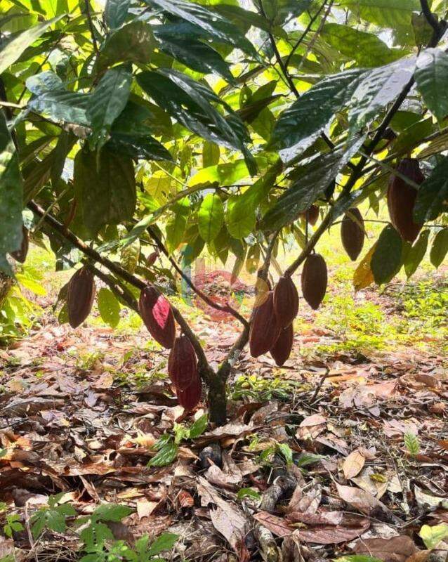 Fazenda, 800 hectares - Foto 2