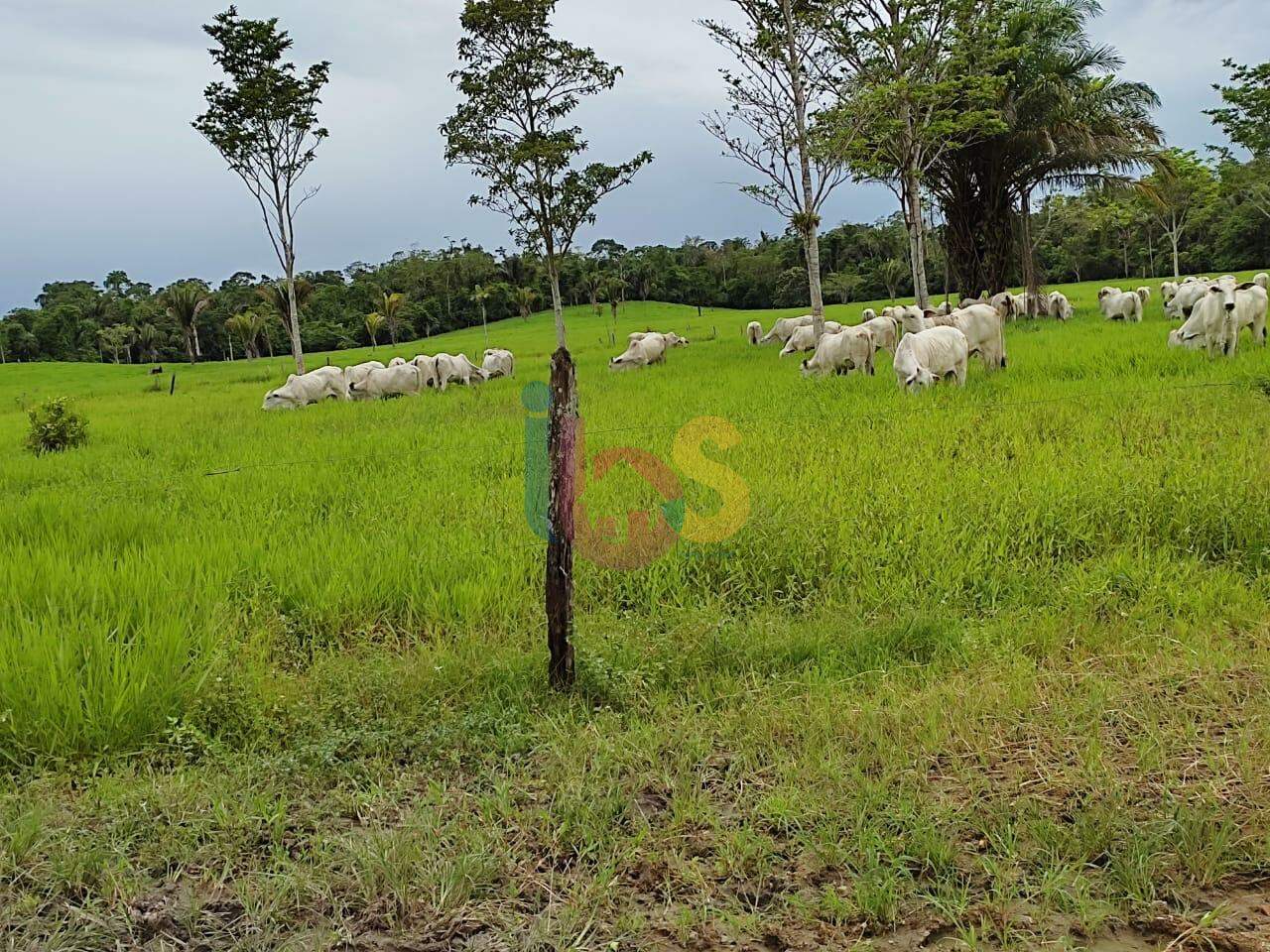 Sítio - Foto 5
