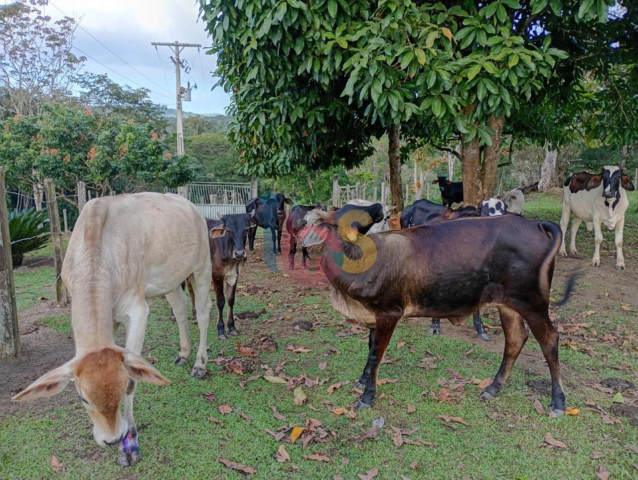 Fazenda - Foto 37