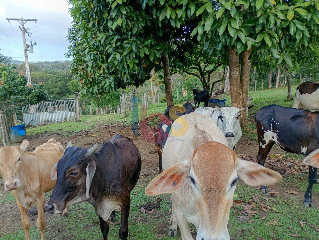 Fazenda - Foto 36