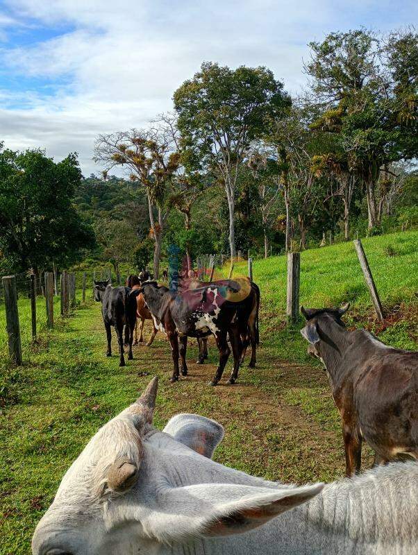 Fazenda - Foto 35