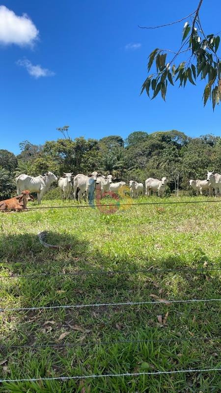 Fazenda - Foto 4