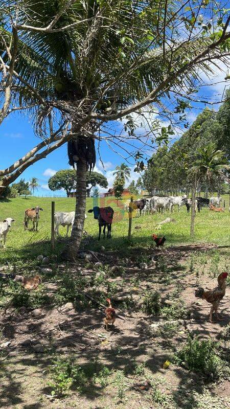 Fazenda - Foto 8