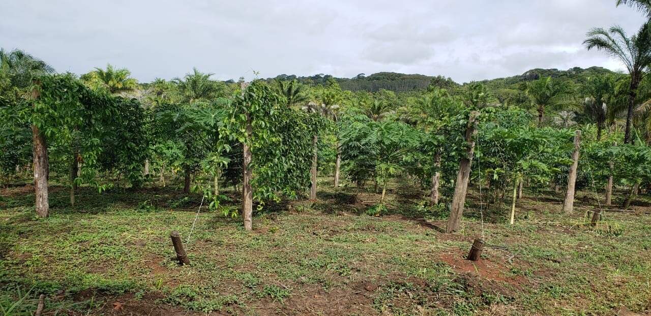 Fazenda à venda com 4 quartos, 56m² - Foto 5