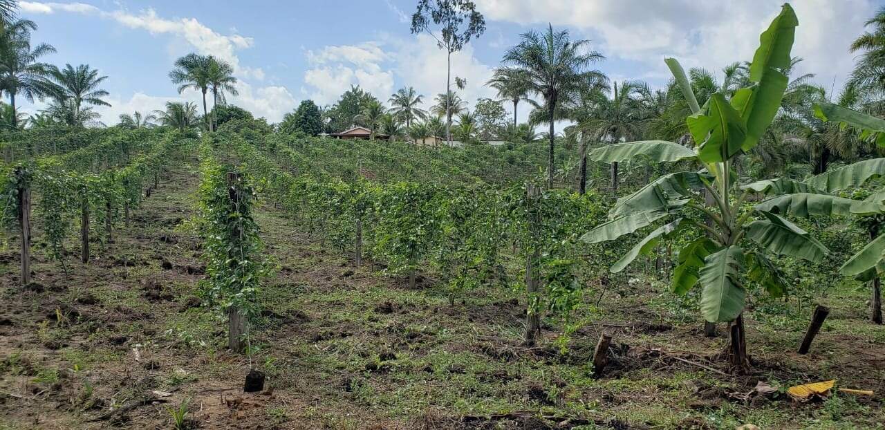 Fazenda à venda com 4 quartos, 56m² - Foto 6