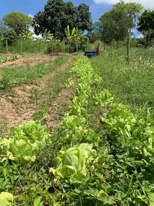 Fazenda à venda com 2 quartos - Foto 25