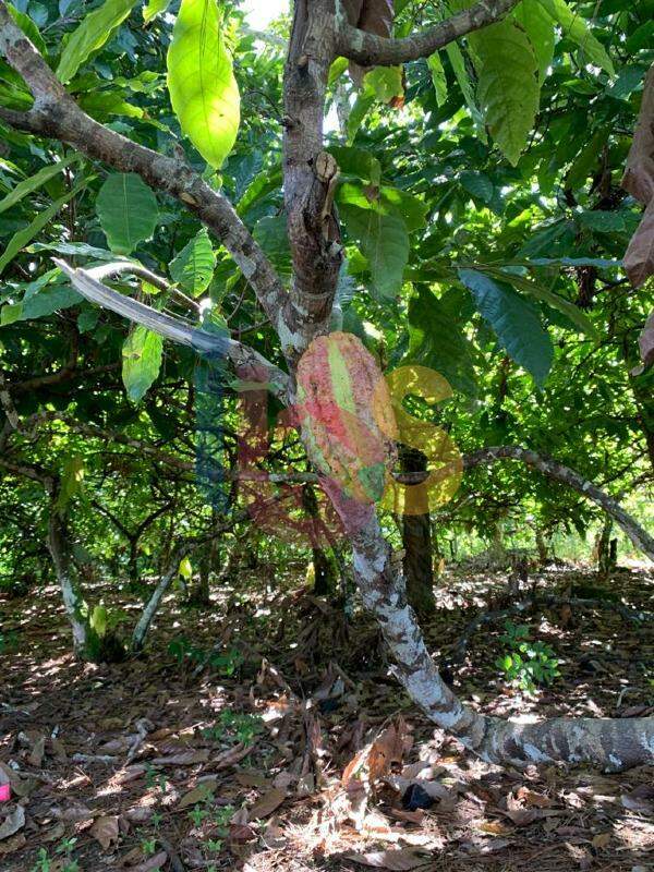 Fazenda à venda com 2 quartos - Foto 8