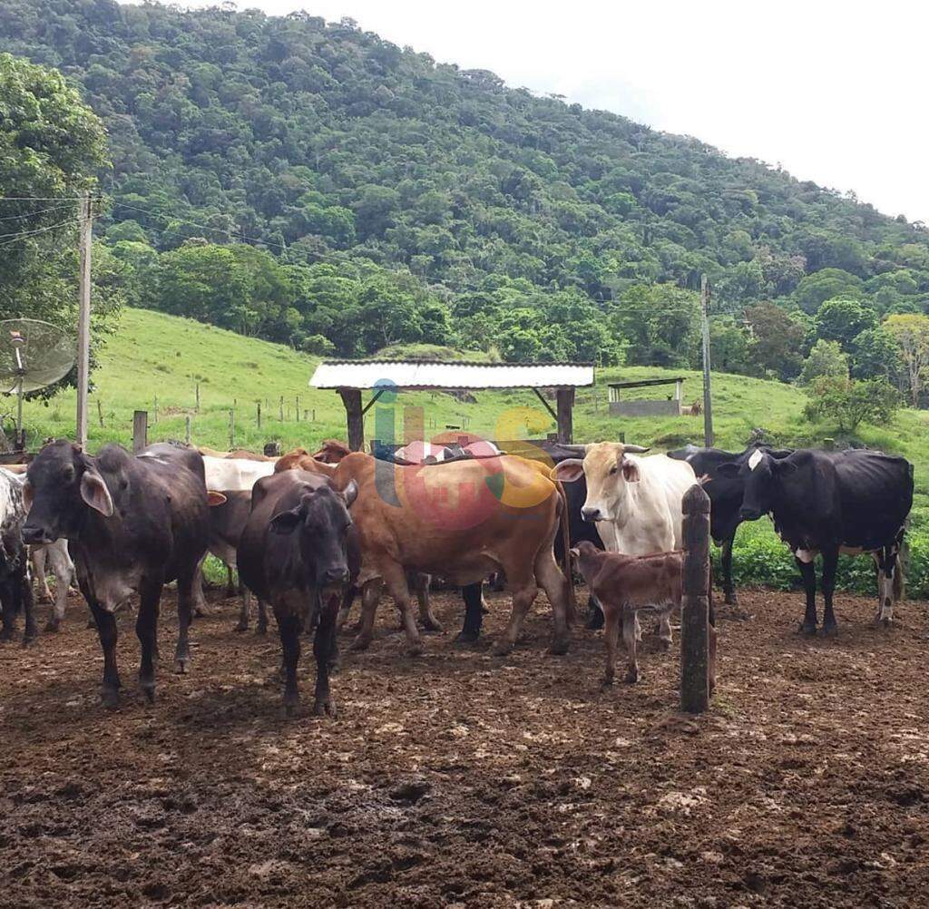 Fazenda à venda com 3 quartos - Foto 10