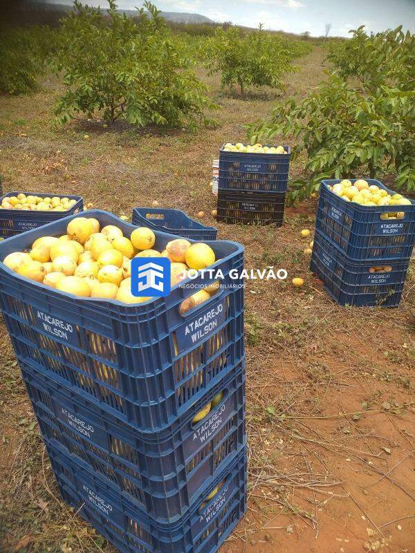 Fazenda à venda no Centro: 