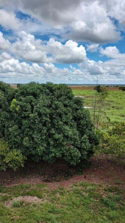 Fazenda à venda no Centro: 