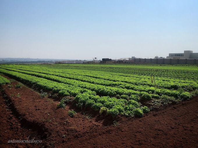 Terreno à venda no Jardim Flamboyant: 