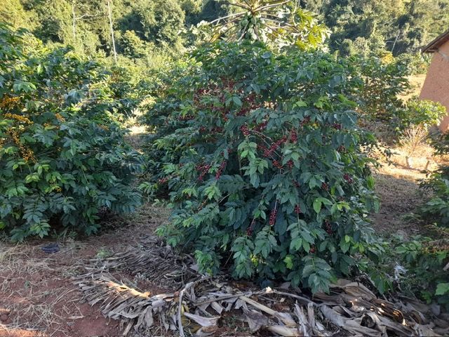 Chácara à venda no Zona Rural: 