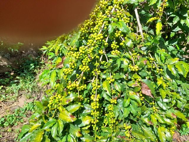 Chácara à venda no Zona Rural: 