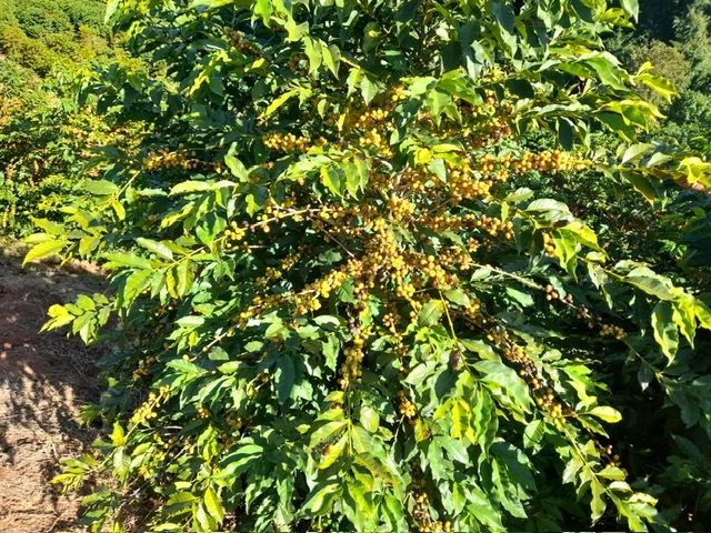 Chácara à venda no Zona Rural: 