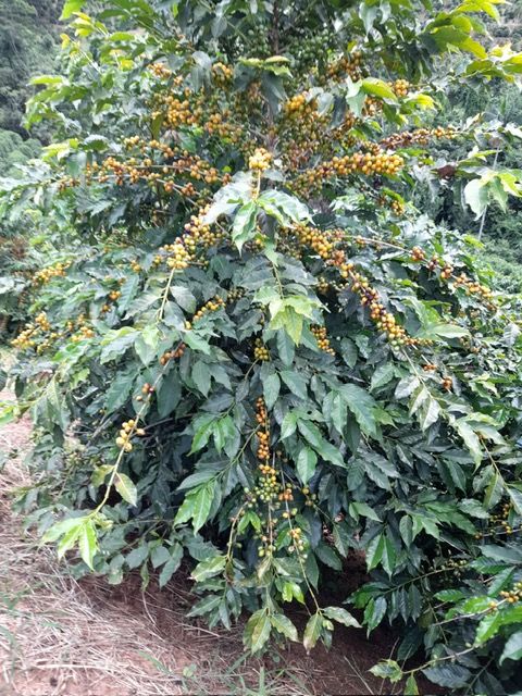 Chácara à venda no Zona Rural: 