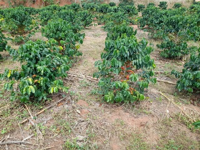 Chácara à venda no Zona Rural: 