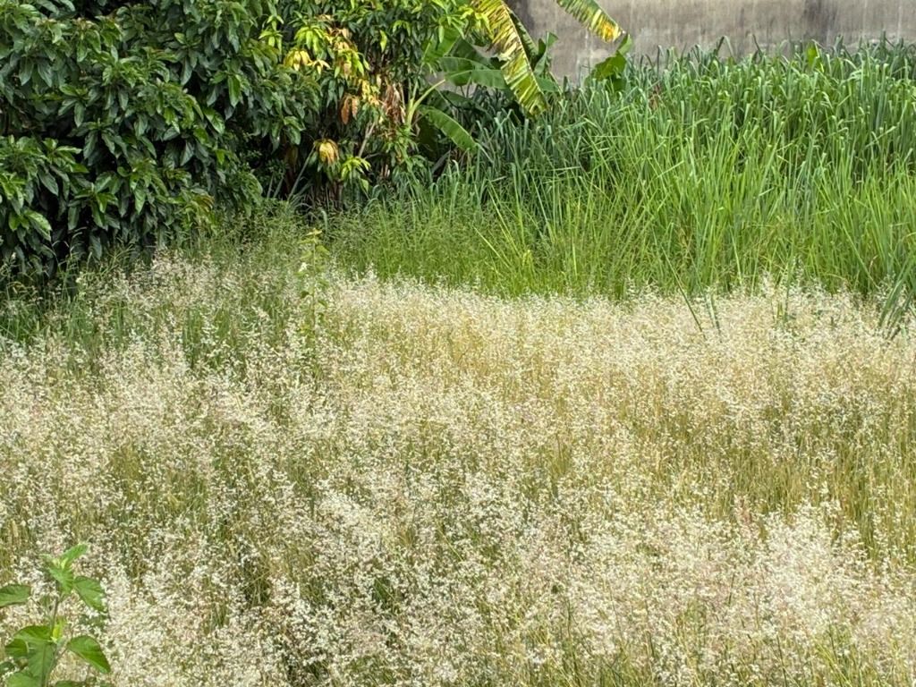 Terreno à venda no Nossa Senhora Aparecida: 