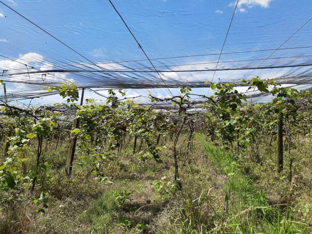 Sítio à venda no Rural: eda437fe-88a1-48e1-b936-40a7821ca448.jpg