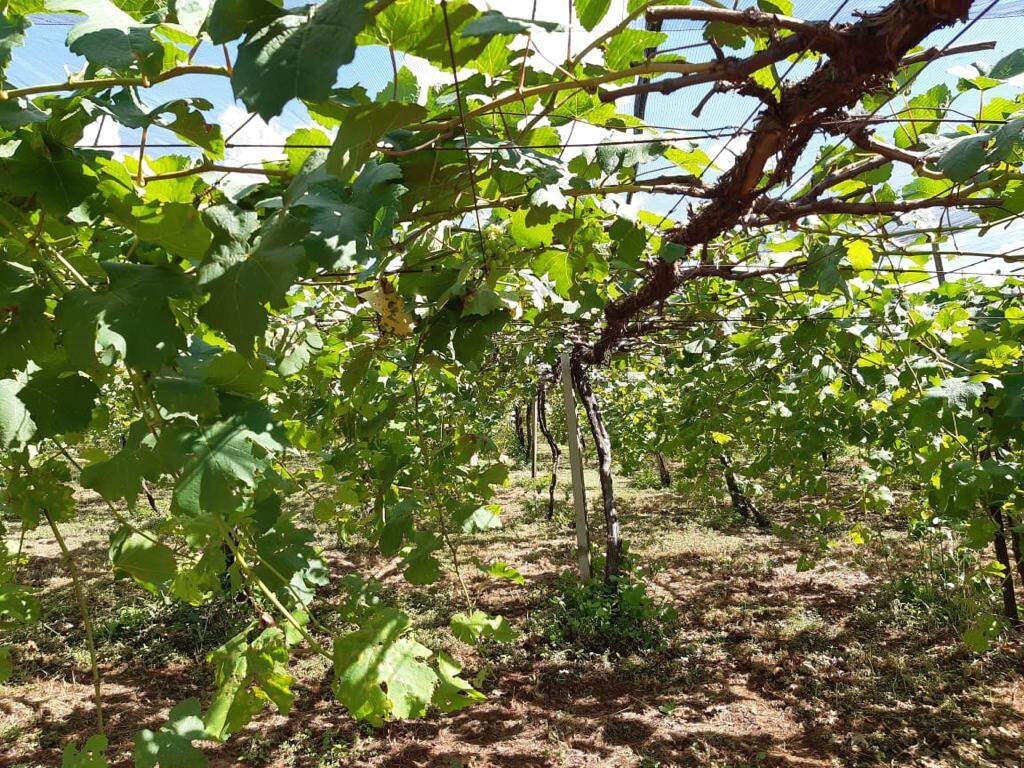 Sítio à venda no Rural: 8c7e9b6f-e4ec-47a7-aa3b-1cb0aeabfd74.jpg