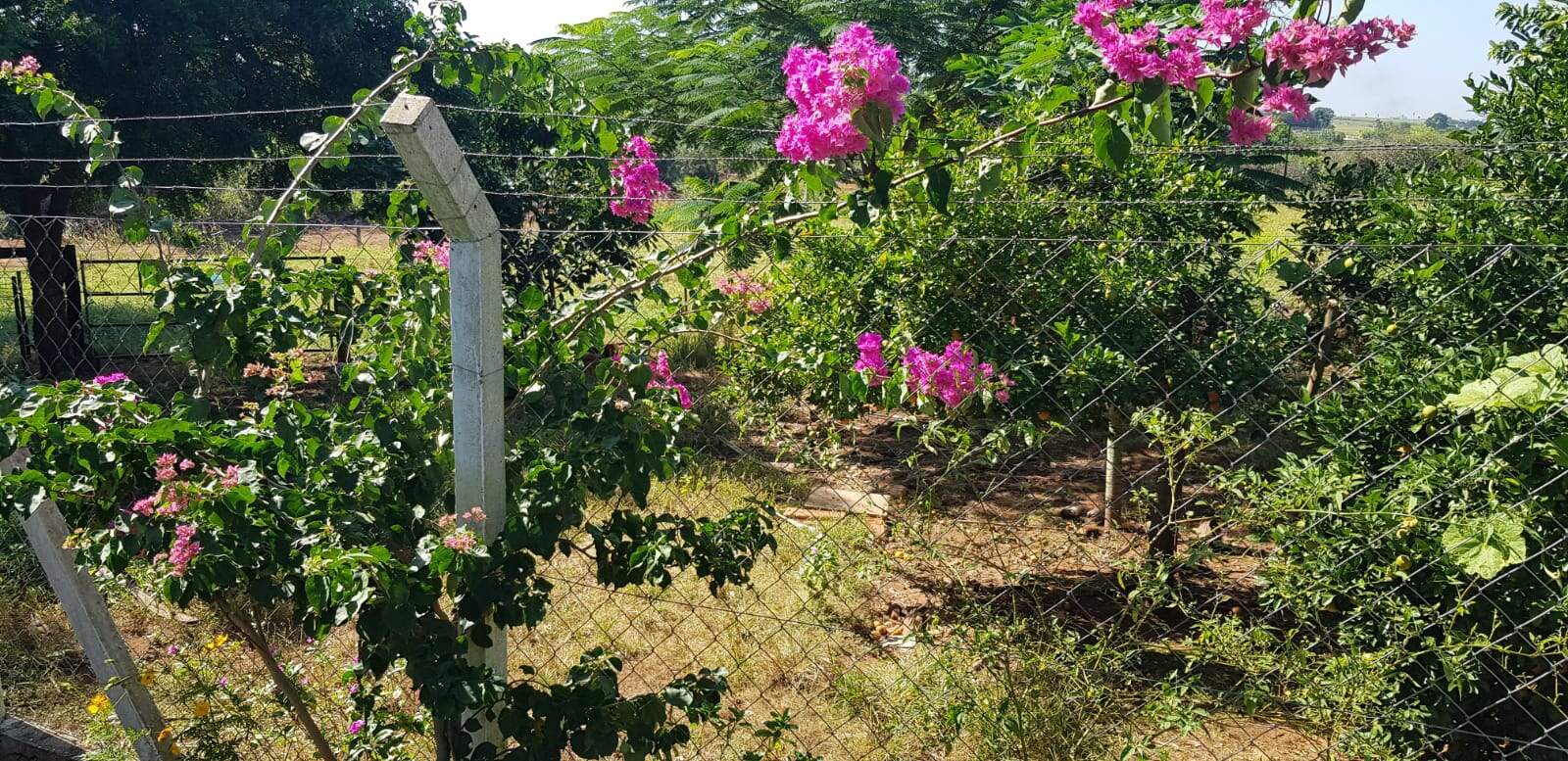 Chácara à venda no Rural: 0df4aae4-9c76-4364-b435-2346c4c5018c.jpg