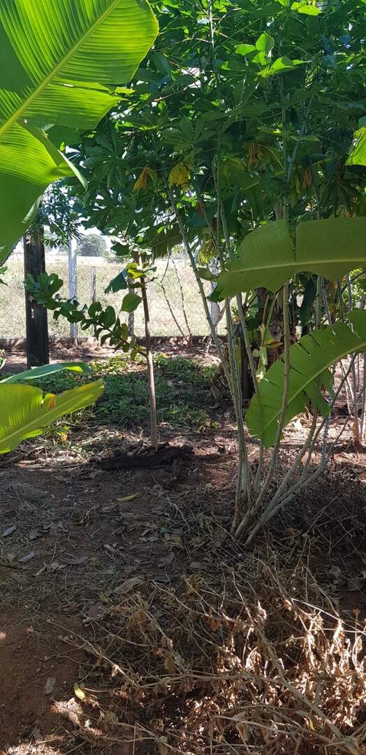 Chácara à venda no Rural: 2beb2576-ddf1-4947-af5b-d9442d5bf7c9.jpg